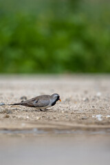 Kap kumrusu » Oena capensis » Namaqua Dove