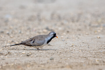 Kap kumrusu » Oena capensis » Namaqua Dove