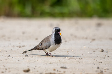 Kap kumrusu » Oena capensis » Namaqua Dove