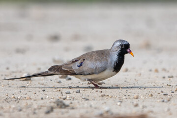 Kap kumrusu » Oena capensis » Namaqua Dove