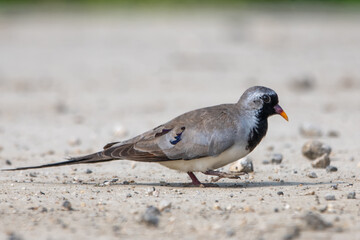 Kap kumrusu » Oena capensis » Namaqua Dove