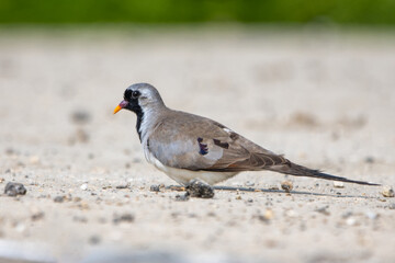 Kap kumrusu » Oena capensis » Namaqua Dove