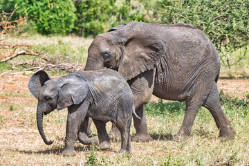 Baby Elephant and Mother at Tarangire National Park, Tanzania