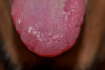 tongue Close Up micro photo