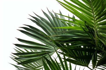 Obraz na płótnie Canvas Tropical foliage, green leaves and fronds from coconut palm isolated on white background. Generative AI