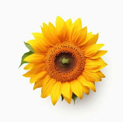 Obraz premium Sonnenblume auf weißem Hintergrund, Ansicht von oben
