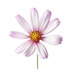 zarte lila blume mit Stamm auf weißem Hintergrund