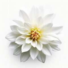 weiße zarte Blume auf weißem Hintergrund, minimalistisch