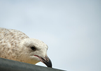 Juvenile seagull close up image