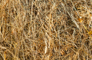 Dry hay straws yellow background texture