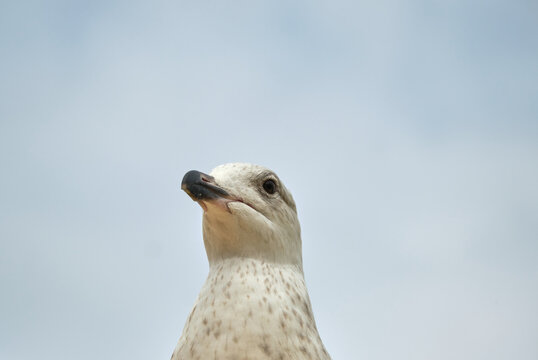 Juvenile seagull close up image