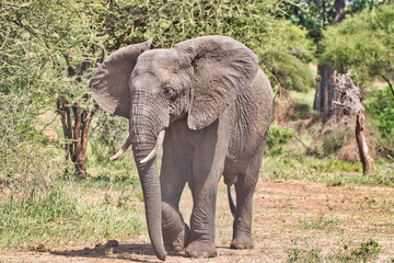 Fototapeta premium Female elephant at Tarangire National Park, Tanzania