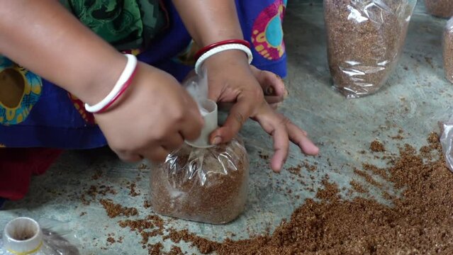 A woman worker is preparing a mand for oyster mushroom cultivation in her home farm. Top angle view slow motion video.