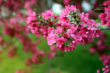 Spring time in nature with blooming tree. Blossoming apple tree.