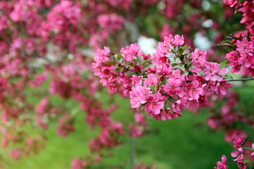 Fototapeta premium Spring time in nature with blooming tree. Blossoming apple tree.