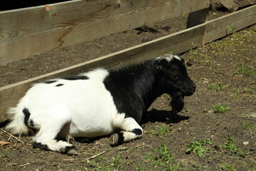 The goat resting at the farm