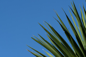 New Zealand cabbage tree spiky leaves fan against blue sky