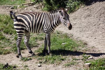 zebra eating grass