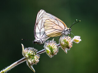 Fototapeta premium hawthorn butterfly mating paliuntur papilio coitu