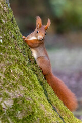 Eichhörnchen 69 © Karl-Heinz Schmidt