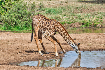 Giraffe drinking water from Tara River at Tarangire National Park, Tanzania
