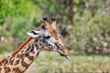 Closeup of a Giraffe at Tarangire National Park, Tanzania