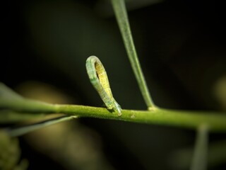 Caterpillar of a butterfly on a blade of grass. Macro