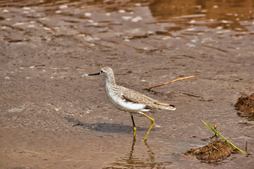 Marsh Sandpiper at Tarangire National Park, Tanzania