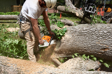 Urban tree removal specialist cutting up a diseased Ash tree. While crane loads trucks in the...
