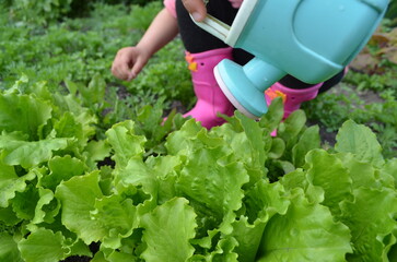 girl watering lettuce leaves, dill, parsley, sorrel, arugula, basil, useful microgreens, in the...