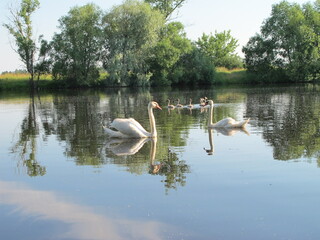 Swans swimming on the water in sunny weather