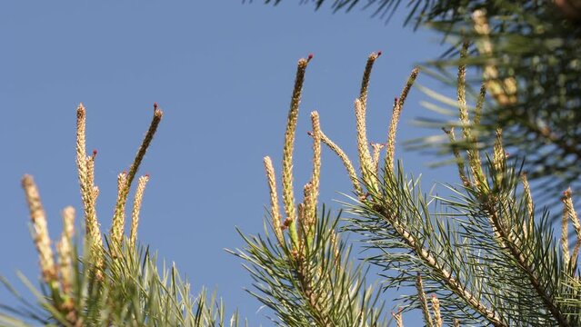 Young Pine Cones Or Inflorescences