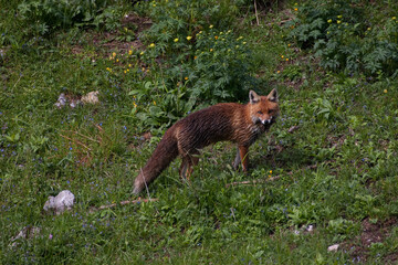 Suspicious fox (Vulpes vulpes) volpe
