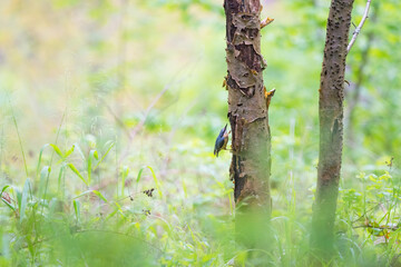 Eurasian nuthatch also called wood nuthatch hanging on a tree trunk in the forest
