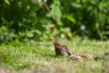Juvenile European Robin (Erithacus rubecula)	on a grass lawn, Yorkshire, UK, in May, Springtime
