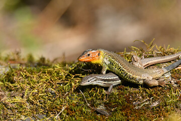 Algerische Sandläufer