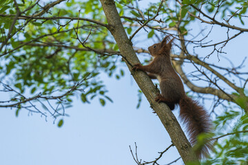 Einhörnchen klettert einen dünnen Ast hoch