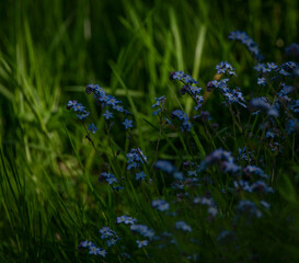 Spring fresh green grass and color bloom flowers in sunny day