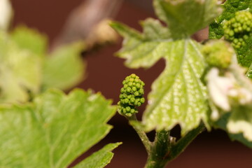 young grape blossom close up