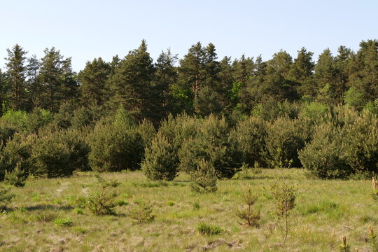 young pine forest in spring