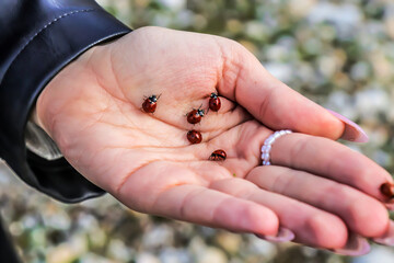 Obraz premium girl's hand with ladybugs.awakening of nature and insects in spring