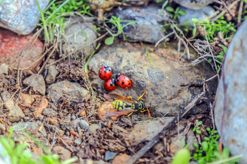 awakening of nature and insects in spring. ladybugs in nature.