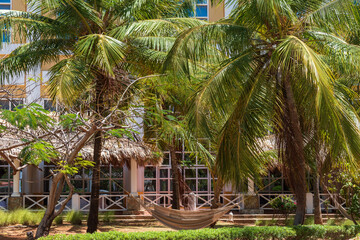 coconut tree