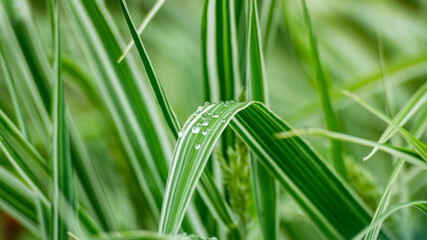 Water on the green leaves of plants. Raindrops on plant leaves close-up. Plants after rain. Raindrops close-up