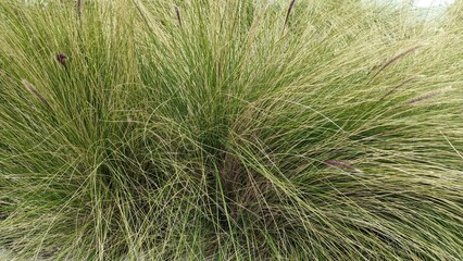 Stipa tirsa is a perennial herbaceous plant species of the genus Feather grass of the family Cereals Poaceae