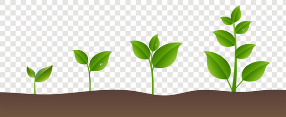 green plant growing in the soil