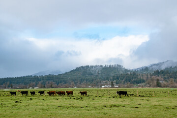 Cows Grazing in Green Field of Rural Countryside in Tillamook, Oregon on Foggy Day