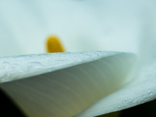 The art of flower photography: white calla lily macro after rain