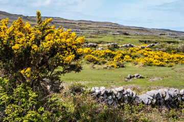 Landscape of Inis Mór, or Inishmore, the largest of the Aran Islands in Galway Bay, off the west coast of Ireland, with yellow flowers of broom.