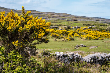 Landscape of Inis Mór, or Inishmore, the largest of the Aran Islands in Galway Bay, off the west...